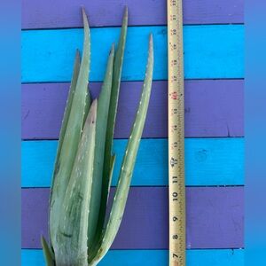 Aloe vera Barbadensis “20”